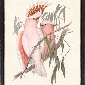 May include: A framed print featuring two pink and white cockatoos perched on a branch with green leaves. The birds have distinctive crests with orange and yellow accents. The artwork is set against a cream-colored background and framed in black.