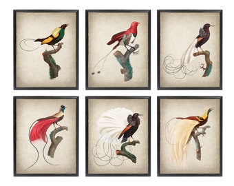 Set of 6 Birds of Paradise, Printable Exotic Birds, Antique French Bird Illustrations, Wall Art Prints INSTANT DOWNLOAD