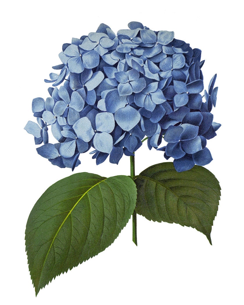 Blue Hydrangea Printable Vintage Illustration Flower Wall - Etsy