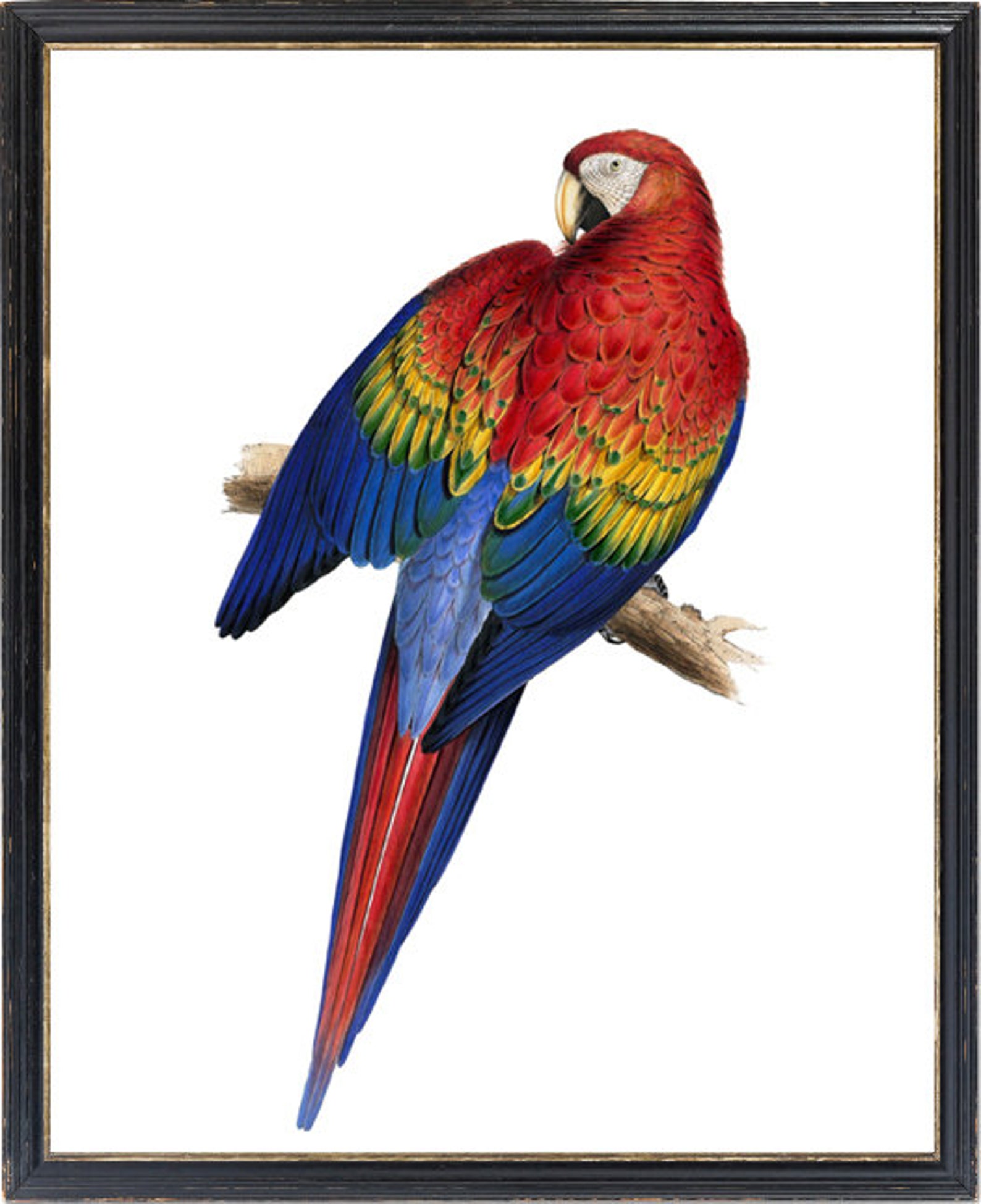 Scarlet Macaw Printable Vintage Parrot Illustration Tropical - Etsy
