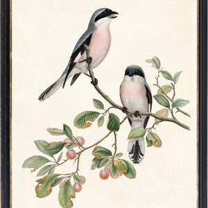 May include: A framed print featuring two birds perched on a branch with leaves and small red fruits. The birds have gray, black, and pink plumage. The artwork is set against a cream-colored background and framed in black.