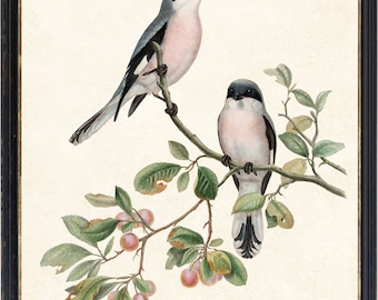 Könnte beinhalten: Ein gerahmter Druck mit zwei Vögeln auf einem Ast mit Blättern und kleinen roten Früchten. Die Vögel haben graues, schwarzes und rosa Gefieder. Das Kunstwerk ist vor einem cremefarbenen Hintergrund und in Schwarz gerahmt.