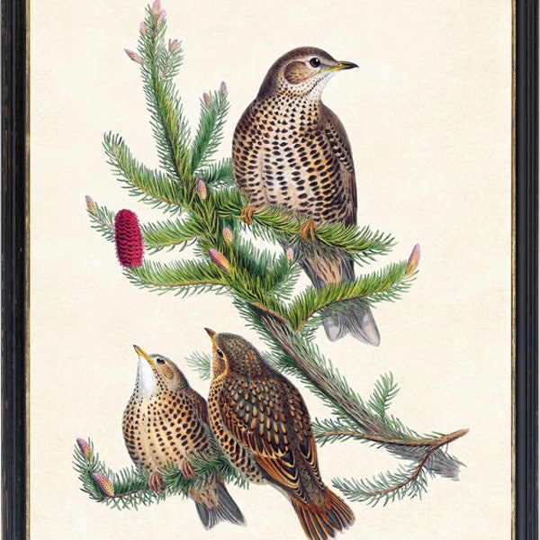 11x14 Bird Art Digital Print, 'Mistle Thrush' Vintage Illustration, Printable Bird and Botanical Wall Art INSTANT DOWNLOAD