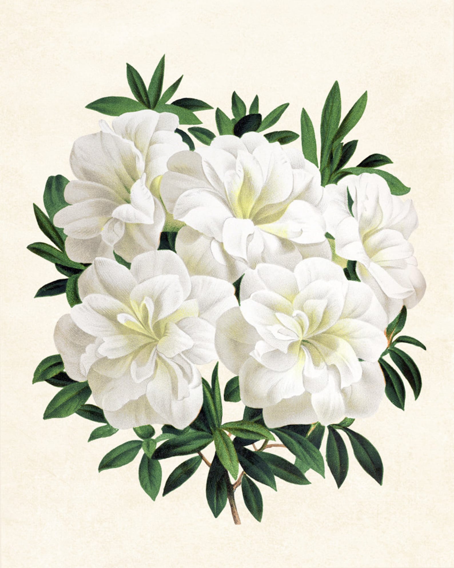 White Gardenia Azalea Printable Flowers Vintage Botanical Etsy