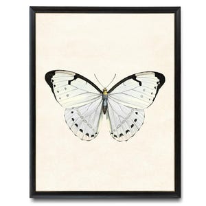White Morpho Butterfly Printable Art, Vintage Insect Illustration, Natural History, Minimal Wall Art Decor INSTANT DOWNLOAD