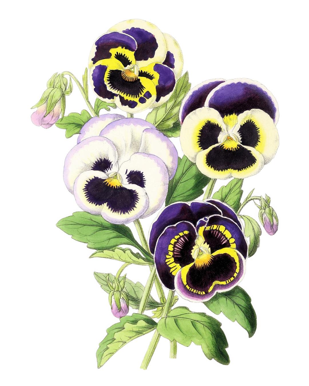 【絵画】ボタニカルアート　「パンジー」原画 フランスアンティーク 博物画 植物画『VIOLA ALTAICA スミレ
