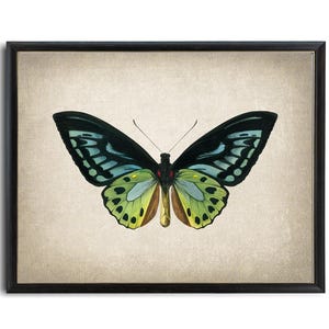 Green Birdwing Butterfly Printable Art, Vintage Insect Illustration, Natural History, Minimal Wall Art Decor INSTANT DOWNLOAD image 3