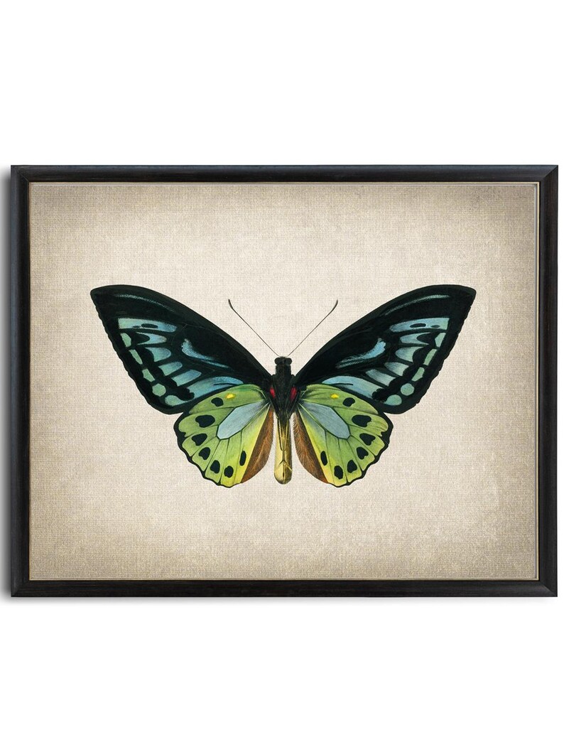 Green Birdwing Butterfly Printable Art, Vintage Insect Illustration, Natural History, Minimal Wall Art Decor INSTANT DOWNLOAD image 3