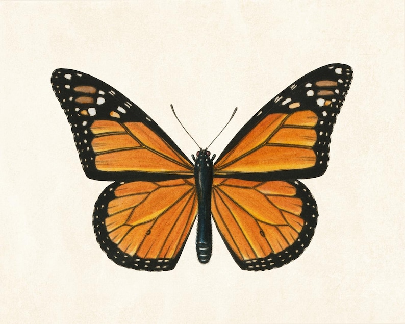 Art imprimable papillon monarque, illustration d'insecte vintage, histoire naturelle, décoration d'art murale minimale TÉLÉCHARGEMENT IMMÉDIAT image 4