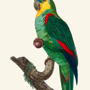 May include: A green and yellow parrot with red and blue markings perched on a branch. The parrot has a yellow head and a blue beak.