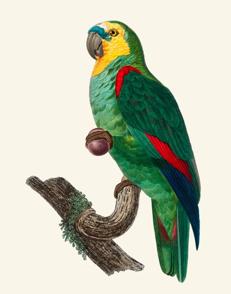 May include: A green and yellow parrot with red and blue markings perched on a branch. The parrot has a yellow head and a blue beak.