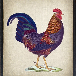 Rooster Printable, Antique Bird Illustration, Farmhouse Decor, Instant Download Digital Print