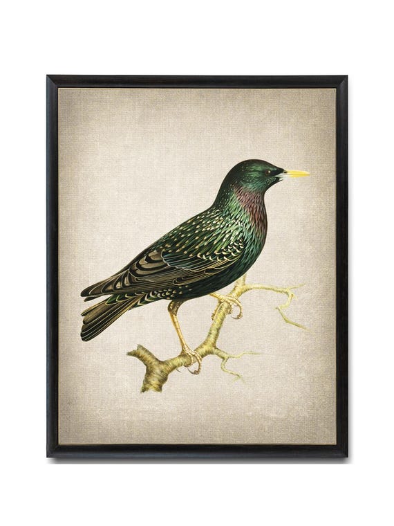 European Starling Bird Printable, Vintage Illustration