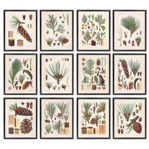 Conifer Tree Studies Set of 12, 8x10 Printables, Vintage French Illustrations, Pine Cone Plants Pinecones Wall Art Prints INSTANT DOWNLOAD