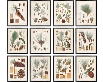 Set di studi sull'albero di conifere di 12, 8x10 stampabili, illustrazioni francesi vintage, piante di pigne Pigne Stampe artistiche da parete DOWNLOAD ISTANTANEO