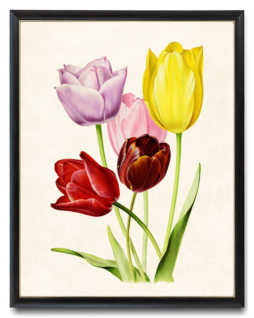 Print up to 24x30 Inches Vintage Tulip Art Digital Download