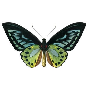 Green Birdwing Butterfly Printable Art, Vintage Insect Illustration, Natural History, Minimal Wall Art Decor INSTANT DOWNLOAD image 5