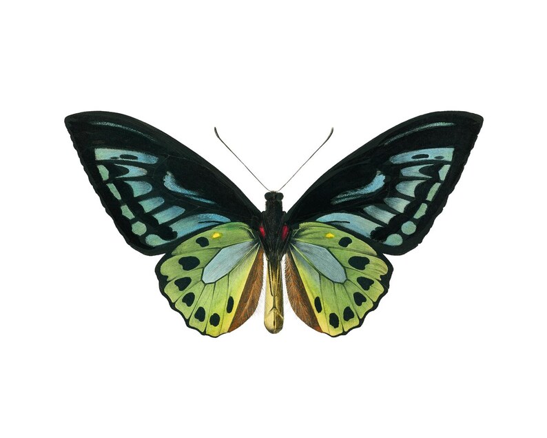 Green Birdwing Butterfly Printable Art, Vintage Insect Illustration, Natural History, Minimal Wall Art Decor INSTANT DOWNLOAD image 5