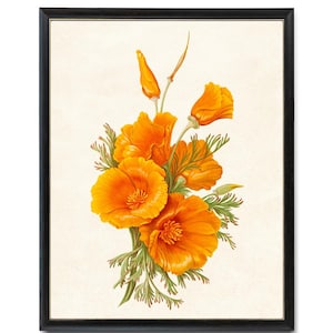 Coquelicots de Californie imprimables, illustration vintage de fleurs, impression numérique d'art de pavot, art mural botanique TÉLÉCHARGEMENT IMMÉDIAT