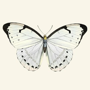 White Morpho Butterfly Printable Art, Vintage Insect Illustration, Natural History, Minimal Wall ...