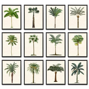 May include: A collection of twelve framed botanical prints, each depicting a different species of palm tree. The illustrations show green fronds and brown trunks on a cream background. The black frames provide a cohesive look, suitable for a gallery wall. The prints are in black frames.