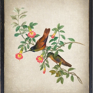Peut inclure: Deux colibris aux plumes brunes, vertes et jaunes perchés sur une branche avec des fleurs roses. Les oiseaux sont tournés dans des directions différentes. L'arrière-plan est beige clair.