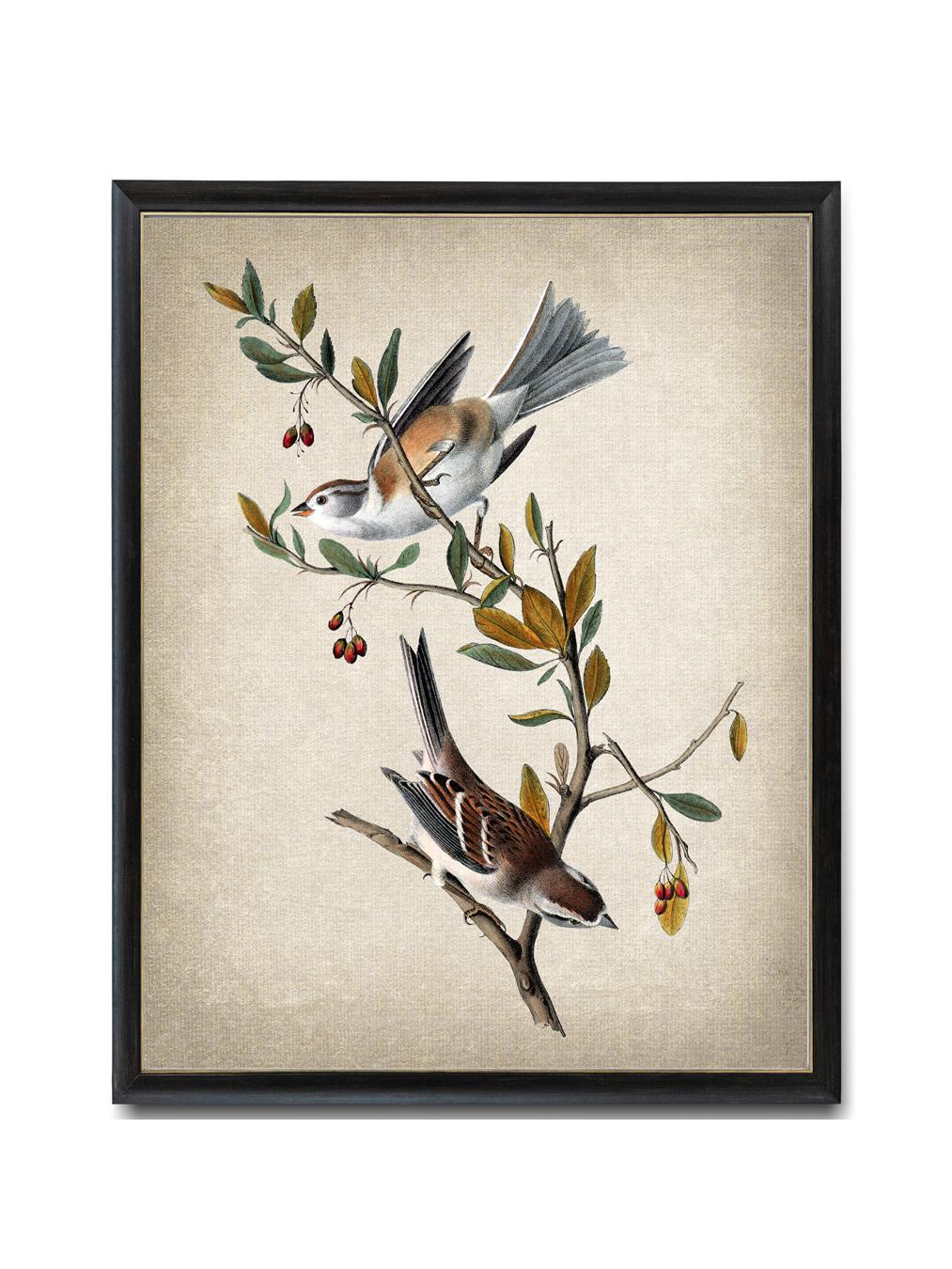 Vintage Bird Illustration Digital Download, Audubon Art 'canada