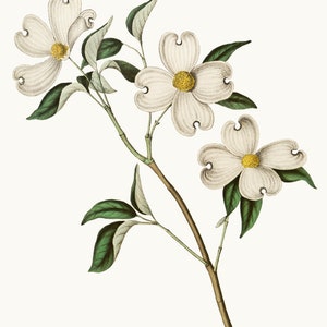 White Dogwood Flower Clipart Printable, 'Cornus Florida' Vintage Illustration, Commercial Use, Transparent Background PNG File Download