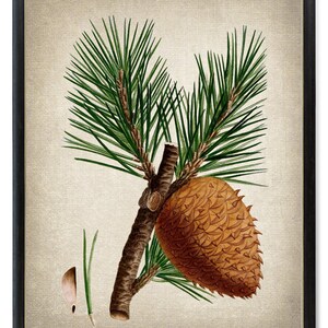 Può includere: Un'illustrazione botanica vintage di un ramo di pino con una pigna marrone. Gli aghi di pino sono verdi e la pigna è dettagliata con squame marroni.