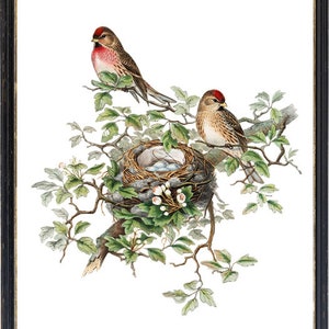 Fågel- och botanisk vintagekonst, illustration av gråsiska fåglar, fågelbo och ägg naturhistoria, digitalt tryck av direkt väggkonst för nedladdning bild 3