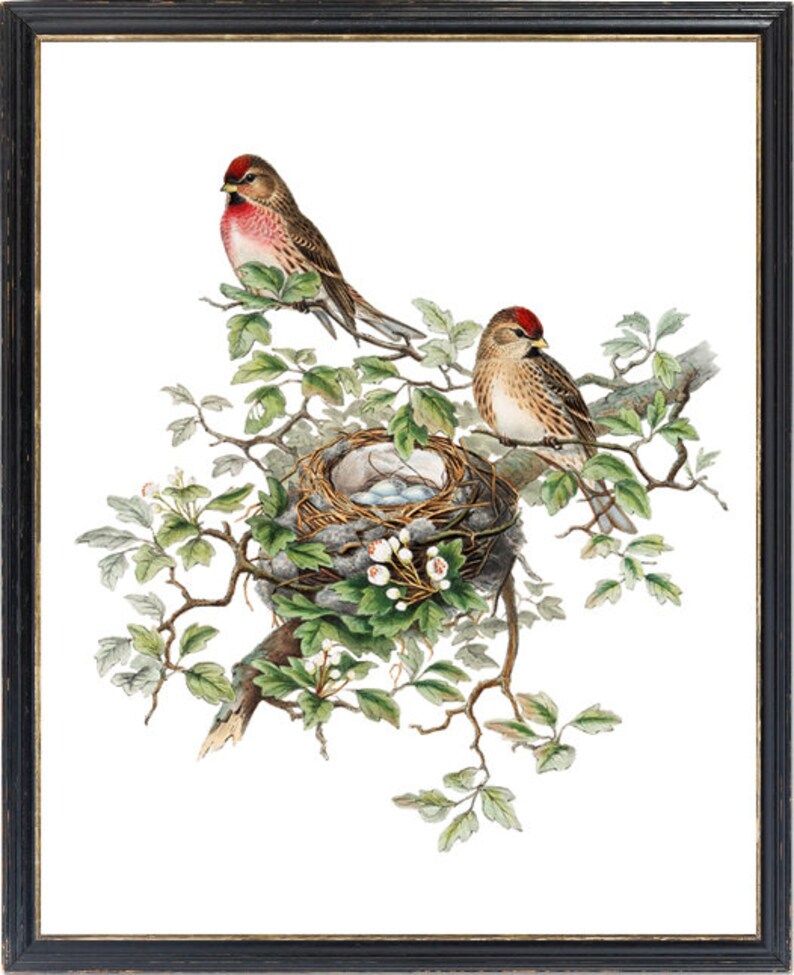 Fågel- och botanisk vintagekonst, illustration av gråsiska fåglar, fågelbo och ägg naturhistoria, digitalt tryck av direkt väggkonst för nedladdning bild 3