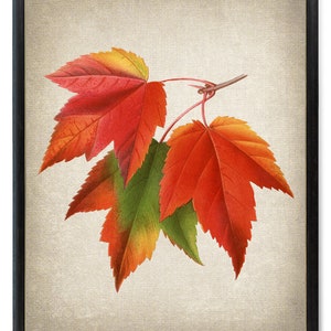 Red Maple Leaves Digital Print, Vintage Illustration, Fall Leaf Botanical Wall Art Printable INSTANT DOWNLOAD