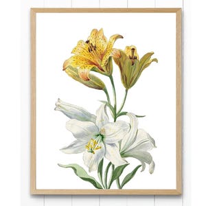 Impresión digital antigua de flores de lirio, ilustración de lirios blancos y amarillos, arte mural botánico imprimible, descarga instantánea