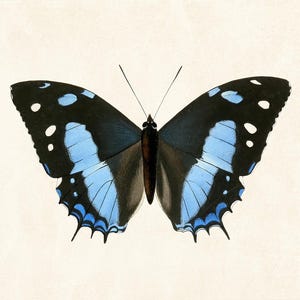 May include: A detailed illustration of a butterfly with open wings. The butterfly features black wings with light blue and white markings. The body is a dark brown color, and the background is a cream color.