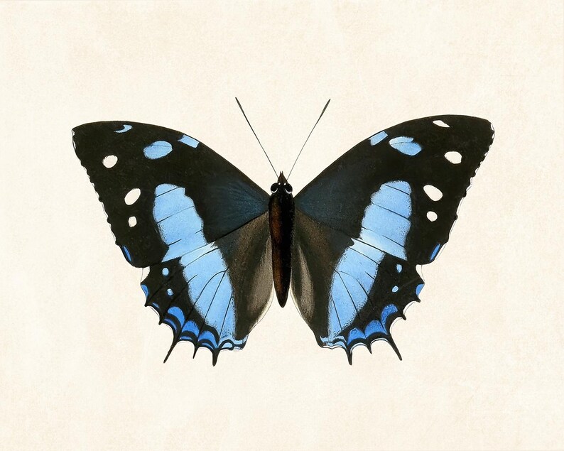 May include: A detailed illustration of a butterfly with open wings. The butterfly features black wings with light blue and white markings. The body is a dark brown color, and the background is a cream color.