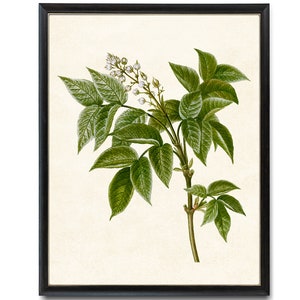 Digital Download Art Print / European Bladdernut Tree Branch Vintage Botanical Illustration
