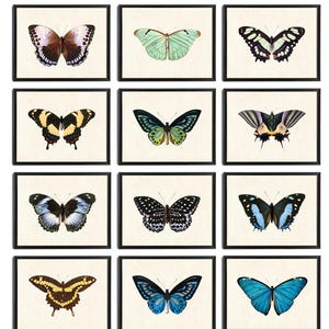 Butterflies Set of 12, 10x8 Digital Prints, Vintage Butterfly Illustrations, Printable Natural History Wall Art INSTANT DOWNLOAD image 1
