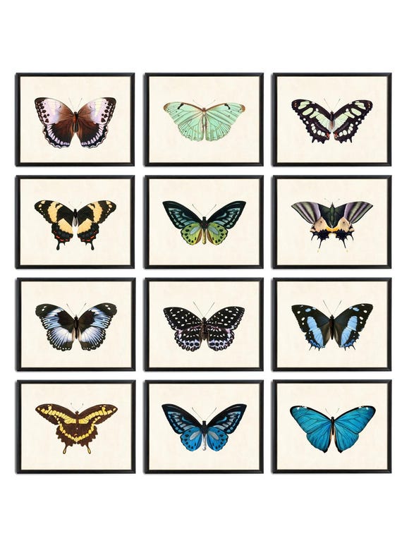 Butterflies Set of 12, 10x8 Digital Prints, Vintage Butterfly Illustrations, Printable Natural History Wall Art INSTANT DOWNLOAD