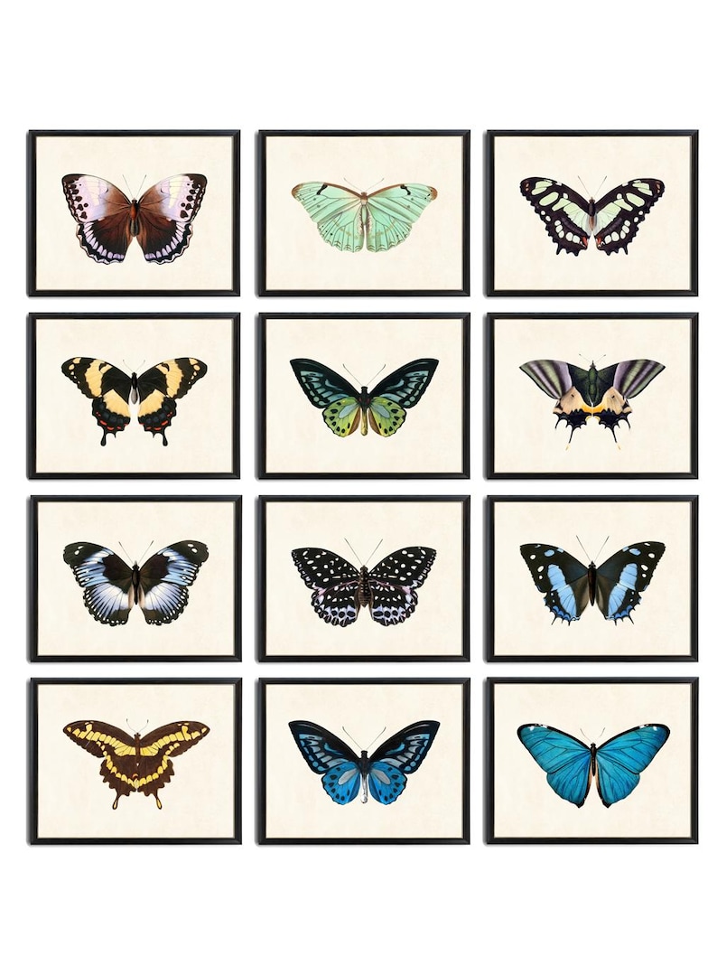 Butterflies Set of 12, 10x8 Digital Prints, Vintage Butterfly Illustrations, Printable Natural History Wall Art INSTANT DOWNLOAD image 1