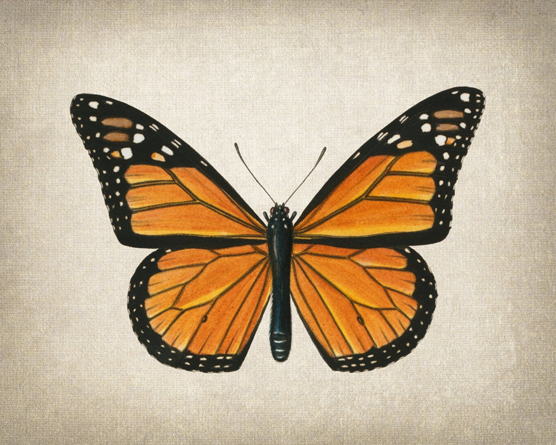 Monarch Butterfly Printable Art Vintage Insect Illustration - Etsy