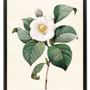 Print Up To 24x30 Inches Digital Flower Art, Printable White Camellia Vintage Illustration, Botanical Wall Art Print, Instant Download