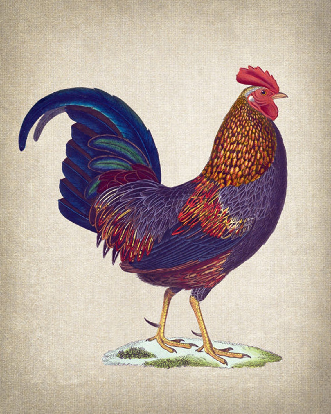 Rooster Printable Antique Bird Illustration Farmhouse Decor | Etsy