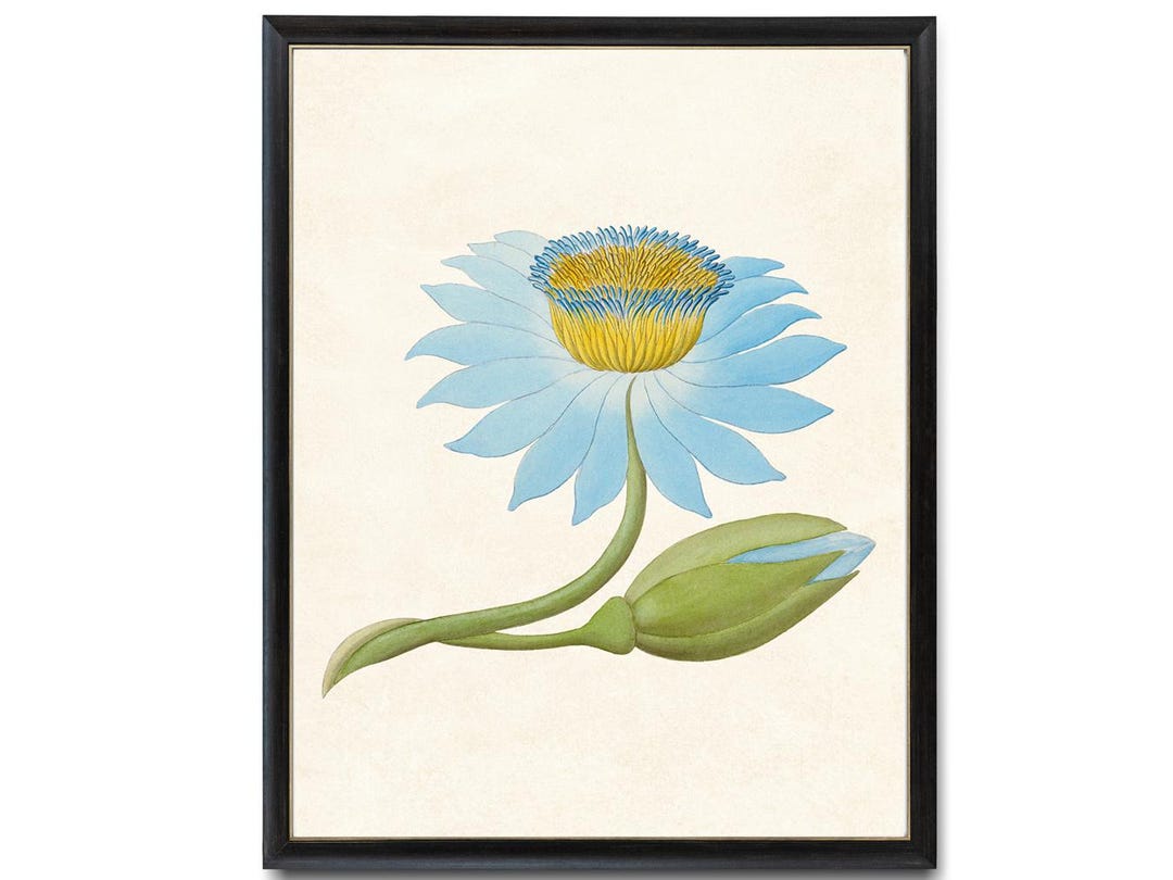 Vintage Blue Lotus Art Digital Download, Printable Flower Illustration ...