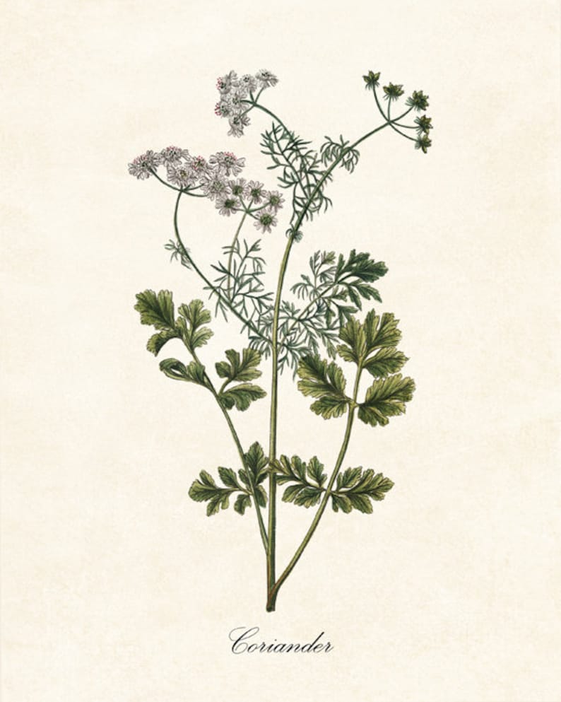 Kitchen Herbs Printables Set of 16 Vintage Culinary Herb - Etsy