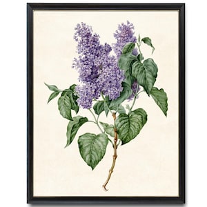 Vintage Lilac Branch Art Print, Digital Download, Lilacs Botanical Flower Illustration, Purple Flowers Printable Wall Art