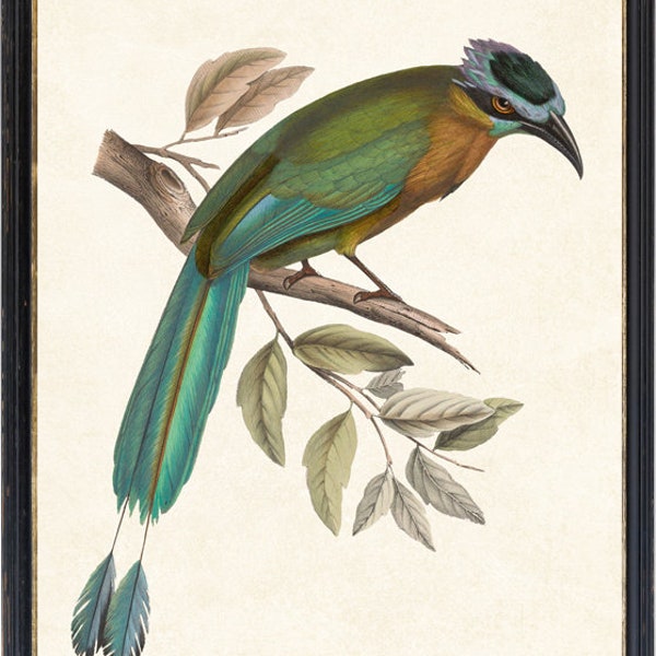 Bird Printable 11x14 Poster, Blue-crowned Motmot Vintage Illustration, Wall Art Print Instant Digital Download