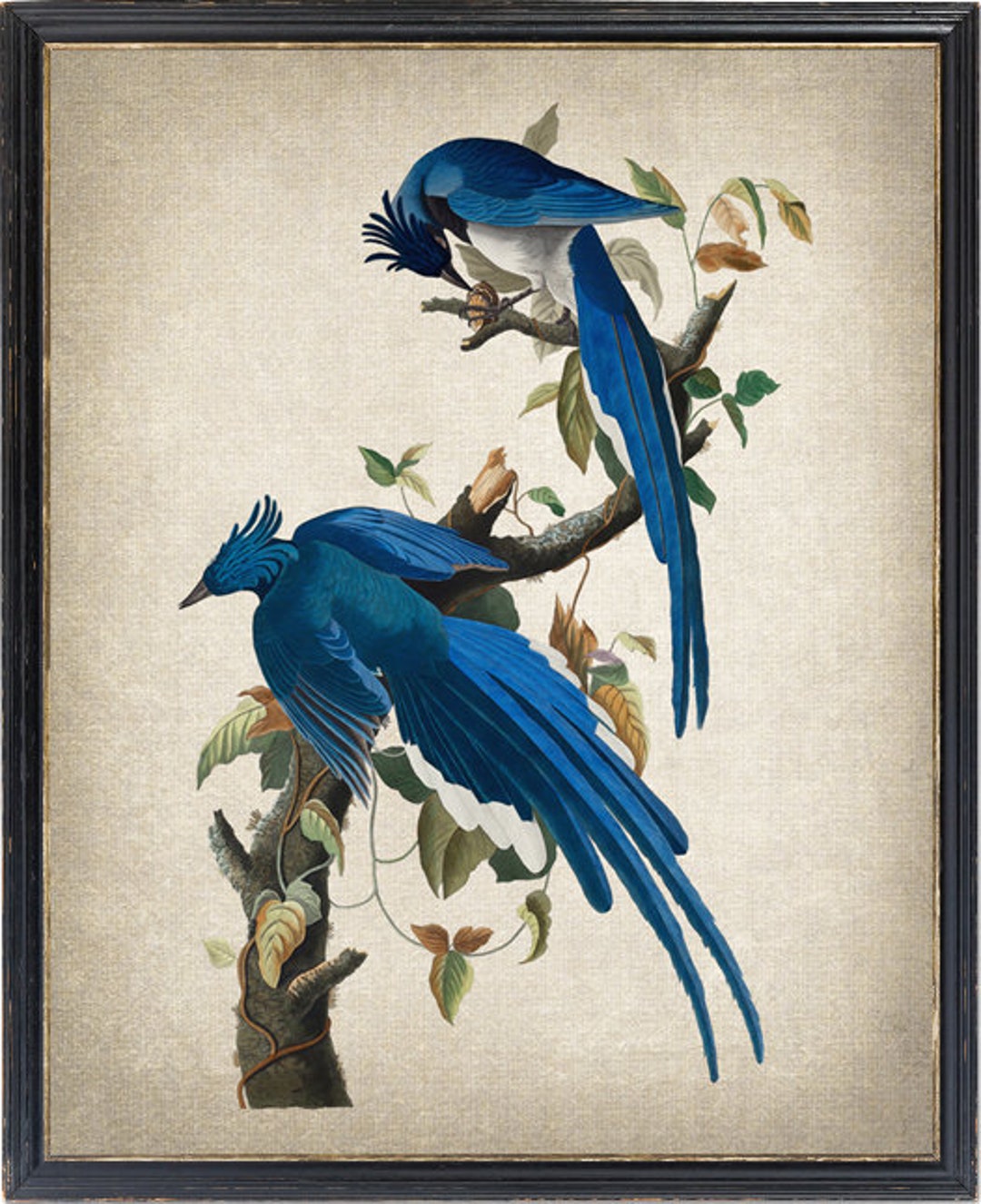 スポード 鳥 皿3枚セット Spode オーデュボン 【公式通販】