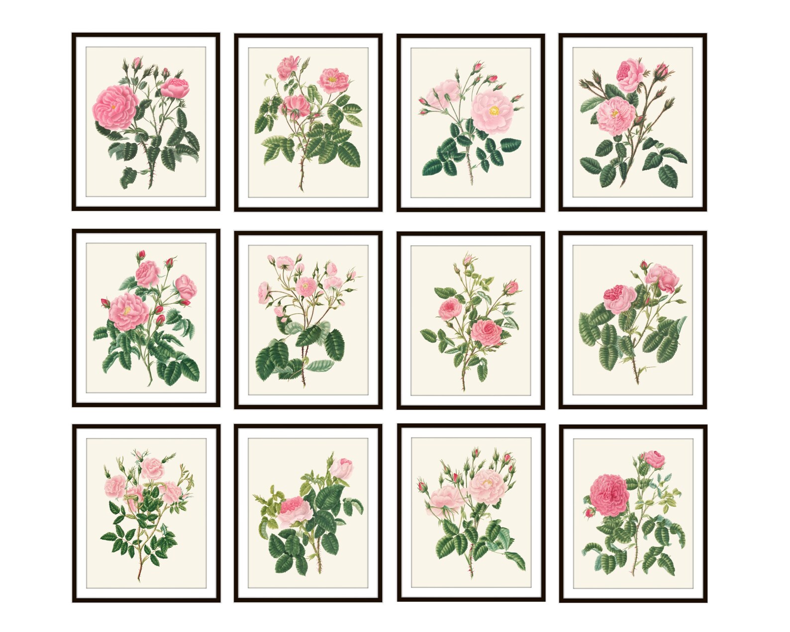 Pink Roses Set of 12 Printables Antique Flower Illustrations - Etsy