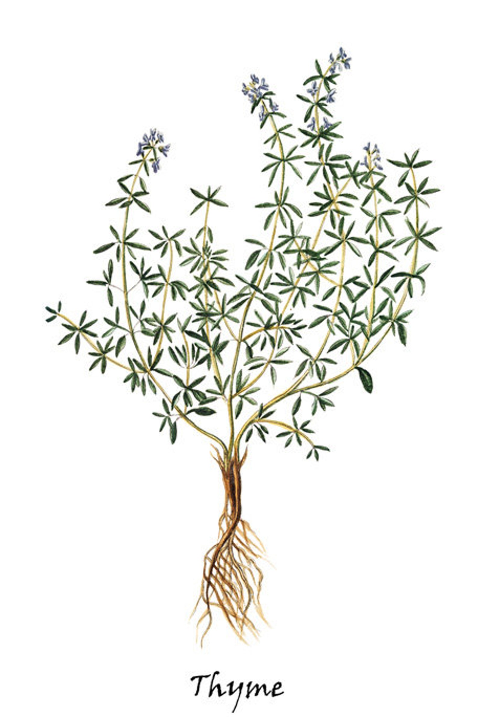 Kitchen Herb Printables 4x6 Inch Set of 16 Antique - Etsy