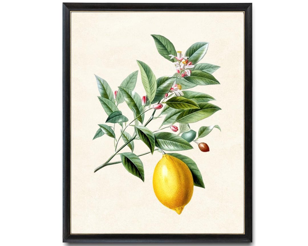 Vintage Lemon Plant Illustration, Kitchen Art Digital Print, Printable ...